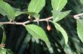 governors plum,batoko plum,indian plum,kechit kerkup